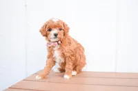 Dixie 💕🐶, a female Poodle - Miniature  for sale in Fresno, OH – 1 of 10