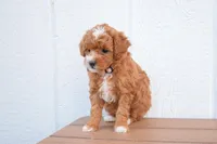 Dixie 💕🐶, a female Poodle - Miniature  for sale in Fresno, OH – 2 of 10