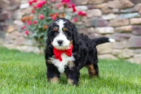 Buzz, a male Miniature Bernedoodle for sale in Fresno, OH – 5 of 9