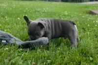 Kilo , a male French Bulldog for sale in Fresno, OH – 7 of 10