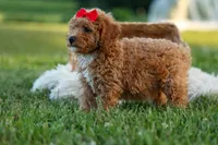 Tyson 💙✨, a male Poodle - Miniature  for sale in Fresno, OH – 6 of 10