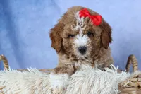 🐾 Meet Neo – F2B Mini Goldendoodle Puppy 🐾, a female Miniature Goldendoodle for sale in Fresno, OH – 5 of 9