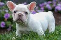 Fiona Rose🎀, a female French Bulldog for sale in Fresno, OH – 4 of 9