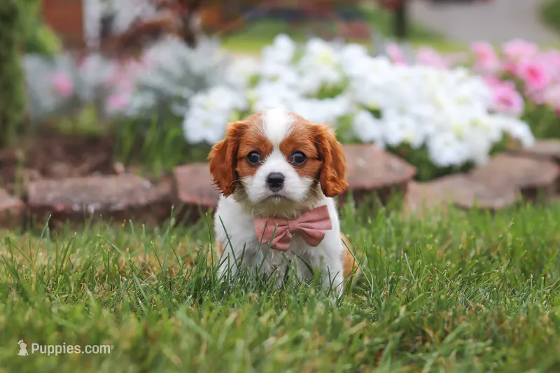Bentley – Cavalier King Charles Spaniel puppy for sale in Fresno, OH