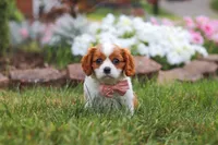 Bentley, a male Cavalier King Charles Spaniel for sale in Fresno, OH – 1 of 7