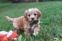 Jett, a male Cavapoo for sale in Fresno, OH – 2 of 10