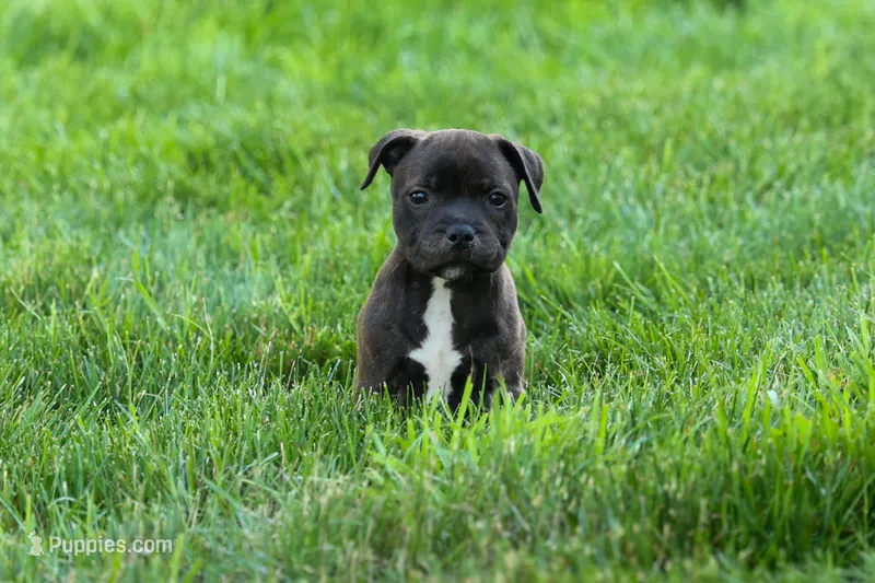 Moxie 💖 – Staffordshire Bull Terrier puppy for sale in Fresno, OH