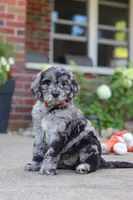 Simon, a male Newfypoo for sale in Fresno, OH – 6 of 8