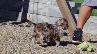 Hudson, a male Newfypoo for sale in Fresno, OH – 8 of 8