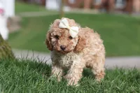 Rosa, a female Cavapoo for sale in Fresno, OH – Photo 7 of 9