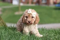Rosa, a female Cavapoo for sale in Fresno, OH – Photo 5 of 9