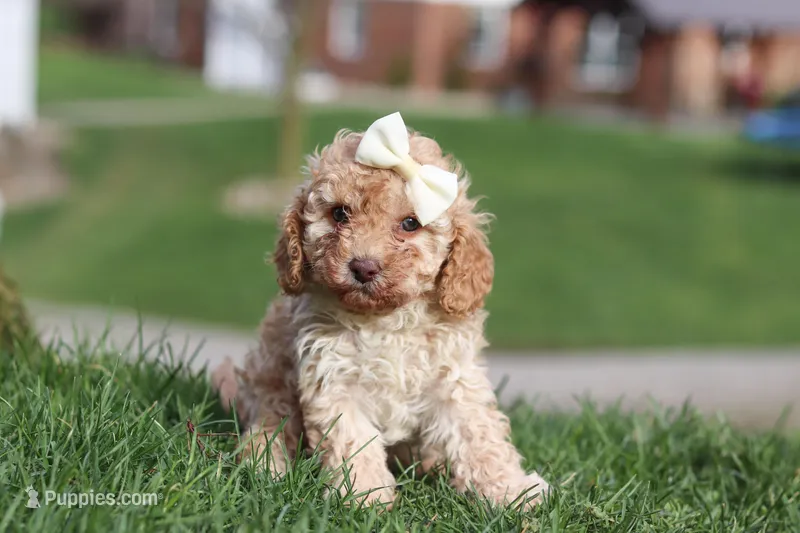 Rosa – Cavapoo puppy on hold in Fresno, OH