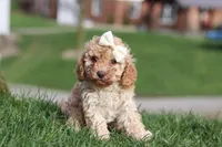 Rosa, a female Cavapoo for sale in Fresno, OH – Photo 1 of 9