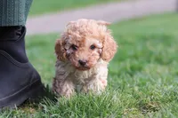 Rosa, a female Cavapoo for sale in Fresno, OH – Photo 2 of 9