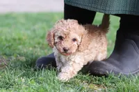Rosa, a female Cavapoo for sale in Fresno, OH – Photo 3 of 9