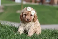 Rosa, a female Cavapoo for sale in Fresno, OH – Photo 8 of 9
