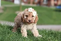 Rosa, a female Cavapoo for sale in Fresno, OH – Photo 6 of 9