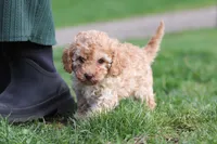 Rosa, a female Cavapoo for sale in Fresno, OH – Photo 9 of 9