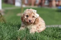 Rosa, a female Cavapoo for sale in Fresno, OH – Photo 4 of 9