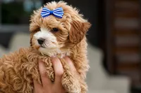 Enzo 🐶, a male Havapoo for sale in Fresno, OH – 2 of 10