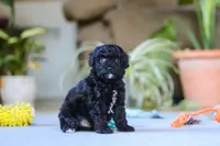Asher, a male Poodle - Miniature  for sale in Fresno, OH – 2 of 6