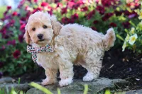 Brodie, a male Havapoo for sale in Fresno, OH – 3 of 5