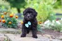 Dakota, a male Havapoo for sale in Fresno, OH – 4 of 7