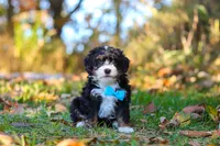 Bones, a male Miniature Bernedoodle for sale in Fresno, OH – 4 of 7