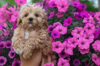 Elise 💛🐾, a female Havapoo for sale in Fresno, OH – 3 of 10