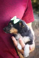 Lando ✨, a female Miniature Aussiedoodle for sale in Fresno, OH – 5 of 8