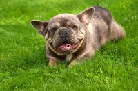 Memphis, a male French Bulldog for sale in Fresno, OH – 9 of 10