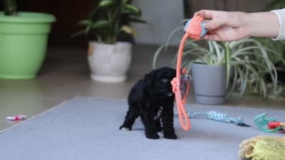 Asher, a male Poodle - Miniature  for sale in Fresno, OH – 6 of 6