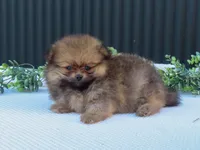 Pepper 🐶, a male Pomeranian for sale in Fresno, OH – 7 of 9