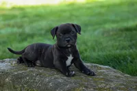 Moose 🐶, a male Staffordshire Bull Terrier for sale in Fresno, OH – 3 of 10