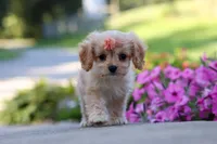 Sky, a female Cavapoo for sale in Fresno, OH – 3 of 8