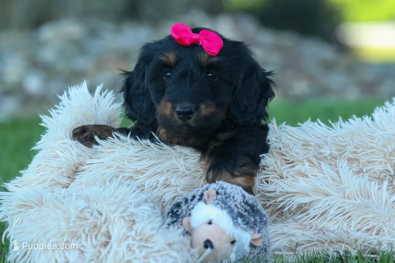 Honey 🐾❤️ – Miniature Dachshund puppy for sale in Fresno, OH