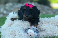 Honey 🐾❤️, a female Miniature Dachshund for sale in Fresno, OH – 1 of 9