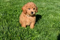 Kyle 🐶💖, a female Bichpoo for sale in Fresno, OH – 9 of 10