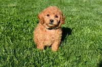 Kyle 🐶💖, a female Bichpoo for sale in Fresno, OH – 10 of 10