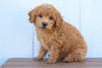 Kyle 🐶💖, a female Bichpoo for sale in Fresno, OH – 4 of 10