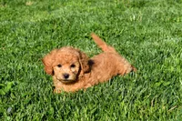 Kyle 🐶💖, a female Bichpoo for sale in Fresno, OH – 6 of 10