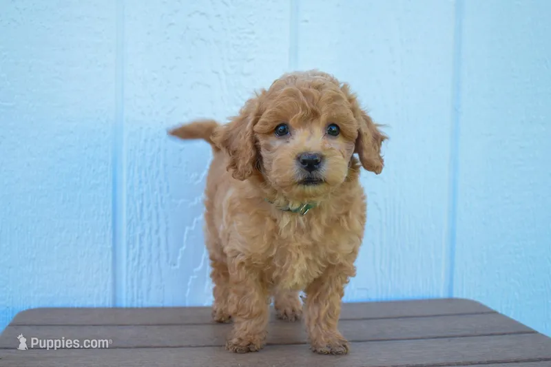 Kyle 🐶💖 – Bichpoo puppy for sale in Fresno, OH