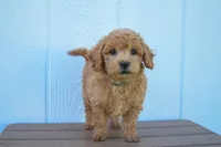 Kyle 🐶💖, a female Bichpoo for sale in Fresno, OH – 1 of 10