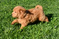 Kyle 🐶💖, a female Bichpoo for sale in Fresno, OH – 3 of 10