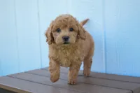 Kyle 🐶💖, a female Bichpoo for sale in Fresno, OH – 2 of 10