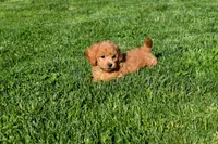 Kyle 🐶💖, a female Bichpoo for sale in Fresno, OH – 7 of 10