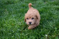 Kyle 🐶💖, a female Bichpoo for sale in Fresno, OH – 5 of 10