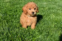 Kyle 🐶💖, a female Bichpoo for sale in Fresno, OH – 8 of 10