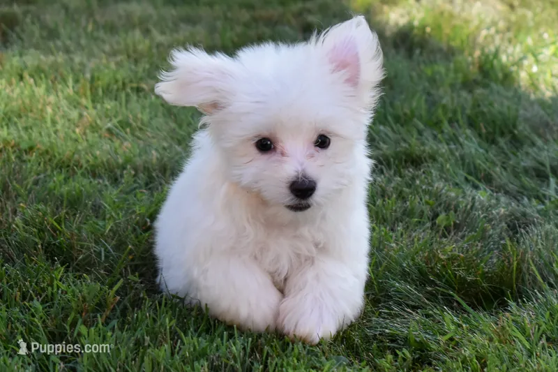 Roscoe💙 – Maltese puppy for sale in Fresno, OH