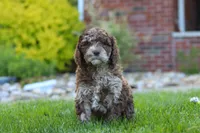 Trixie, a female Newfypoo for sale in Fresno, OH – 4 of 6